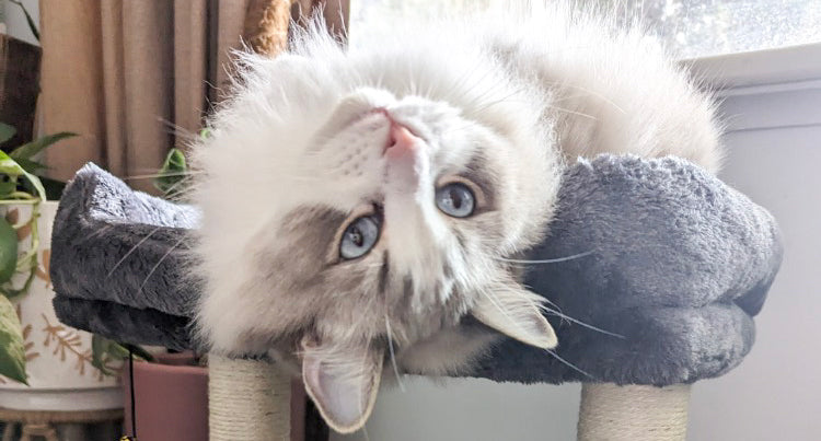 Cat on a cat tree with a window in the background