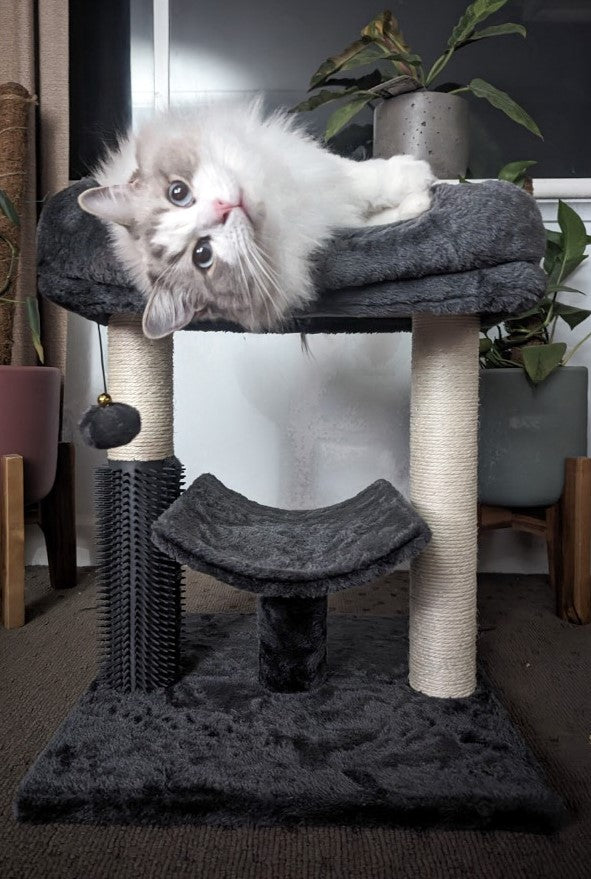 A ragdoll kitten lying on top of the Aussie Furbaby cat tower