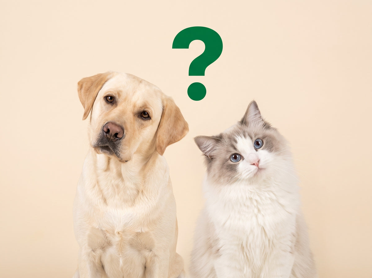 Lottie the Labrador and Snowball the Ragdoll side by side, heads tilted, with a green question mark