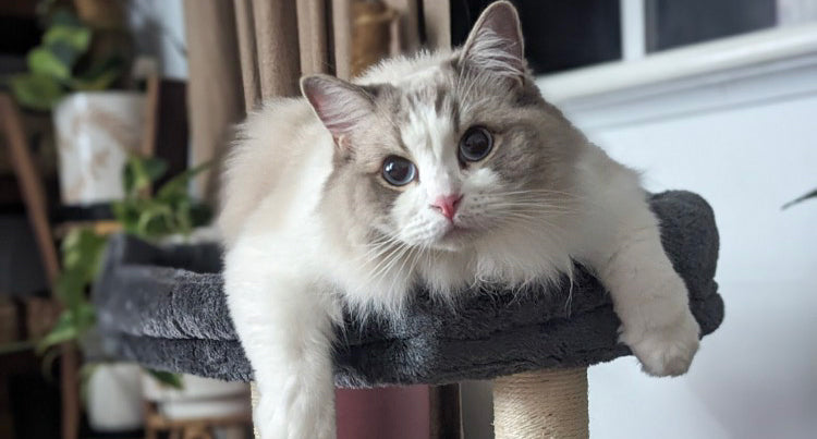 Cat sitting on a cat tree indoors