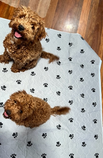Two red cavoodle puppies sitting on the Grey Paws washable pee pad