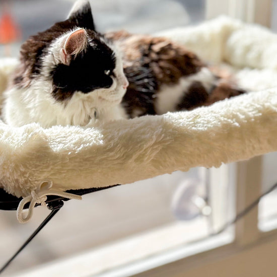 cat window bed hammock, cat window perch, cat hammock window, cat bed, cat beds for indoor cats, cat hammock, cat hammock bed, cat window bed, cat window hammock, cat perch, cat window seat, cat hammocks for windows, window hammock, cat window hammock large, cat window hammocks, cat windows perch, cat window shelf, cat window bed folding, folding cat hammock, cat window ledge, cordless cat hammock, cat hammock window bed, cat, cats, cat beds, cat shelf, cat window, cat hammock hanging bed, window cat bed,