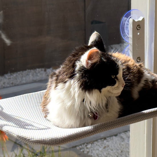 cat window bed hammock, cat window perch, cat hammock window, cat bed, cat beds for indoor cats, cat hammock, cat hammock bed, cat window bed, cat window hammock, cat perch, cat window seat, cat hammocks for windows, window hammock, cat window hammock large, cat window hammocks, cat windows perch, cat window shelf, cat window bed folding, folding cat hammock, cat window ledge, cordless cat hammock, cat hammock window bed, cat, cats, cat beds, cat shelf, cat window, cat hammock hanging bed