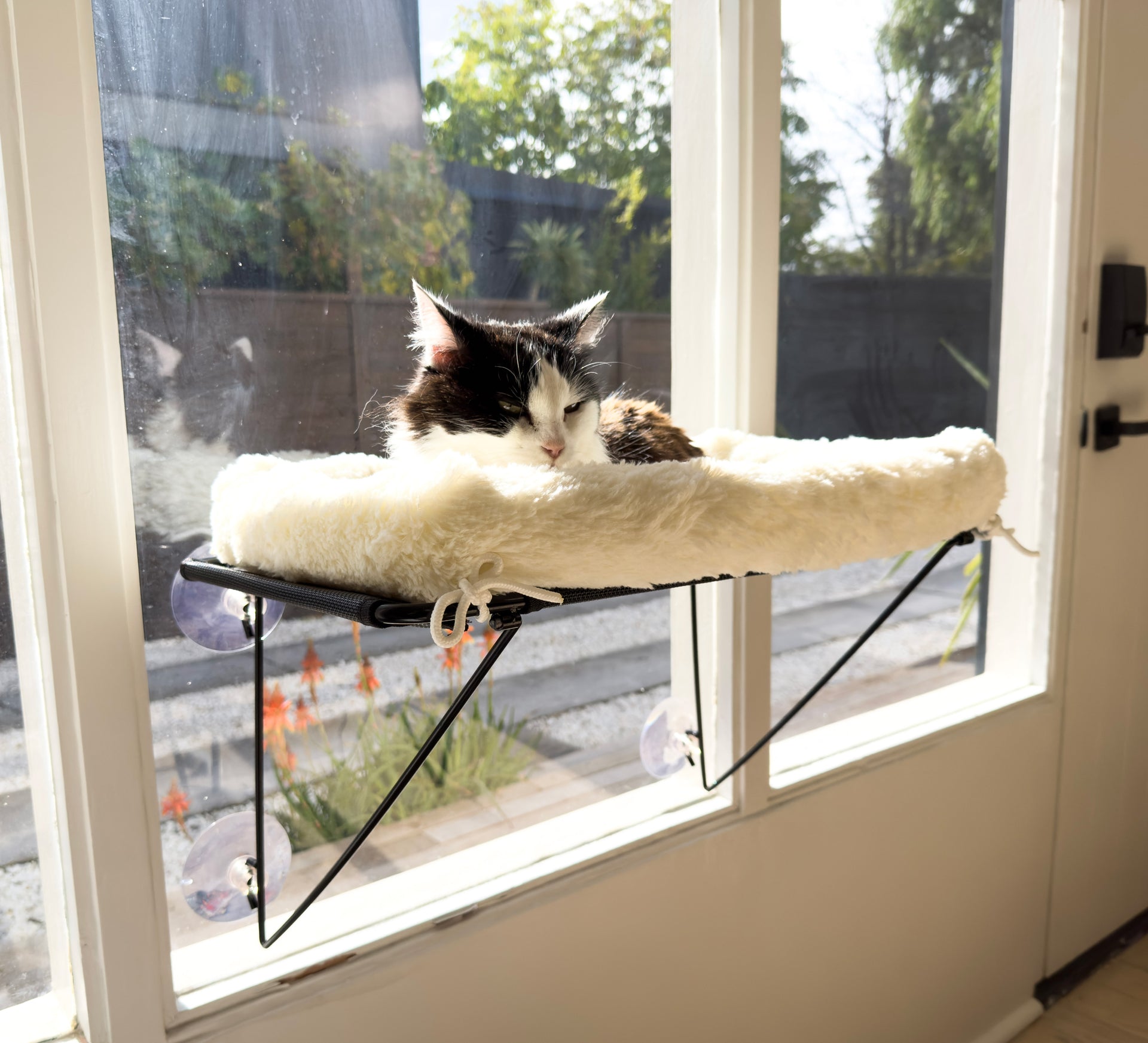 Load video: cat window bed hammock,cat window perch,cat hammock window,cat bed,cat beds for indoor cats,cat hammock,cat hammock bed,cat window bed,cat window hammock,cat perch,cat window seat,cat hammocks for windows,window hammock,cat window hammock large,cat window hammocks,cat windows perch,cat window shelf,cat window bed folding,folding cat hammock,cat window ledge,cordless cat hammock,cat hammock window bed,cat,cats,cat beds,cat shelf,cat window,cat hammock hanging bed,window cat bed,cat bed window,cat wall bed,window cat hammock,cat bed hammock,cat perch window,cat wall hammock,cat hammocks,cat platform,cat ledge,cat window sill perch,bed for cats,cat suction cup window seat,amazon cat hammock,window cat,suction cup cat bed,large cat window hammock,cordless cat window perch,cat windows hammock,cat window bed seat,cordless cat hammock window,cat perch hammock,large cat window perch,window sill cat bed,small cat window bed,extra large cat hammock,cat bed for window,cat hammock for window,cat window perch folding,cat suction bed mulitple,kitty windows bed,cat hammock double,cat tree,cat toy,cat wall furniture,pet bed,cat accessories,cat beds &amp; blankets,